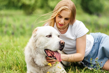 Алабаи — злые, опасные собаки или нет?