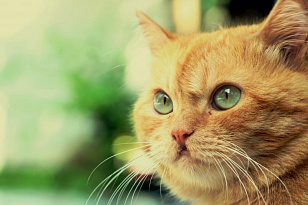 Кальцивироз у кошек: опасное вирусное заболевание