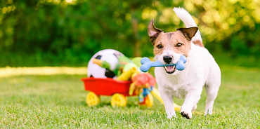 20 игр для собак: дома и на прогулке