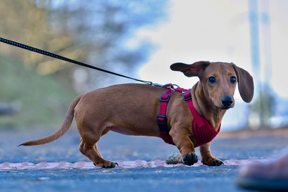 Трехцветная такса