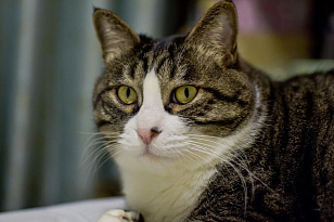 Мочекаменная болезнь у котов и кошек: признаки и особенности лечения