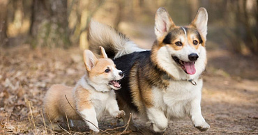 Все окрасы вельш-корги: пемброка и кардигана