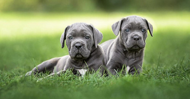 Все окрасы кане-корсо с фото и описаниями