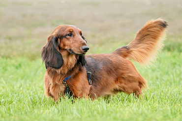 Сколько живут таксы – средняя продолжительность жизни и ее ключевые этапы