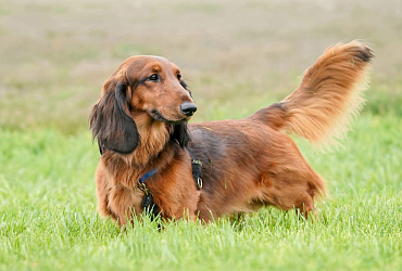 Сколько живут таксы – средняя продолжительность жизни и ее ключевые этапы