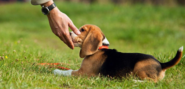 Первые команды для щенка: обучение в домашних условиях