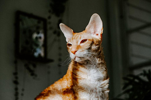 Тепловой удар у кошек: признаки и первая помощь питомцу
