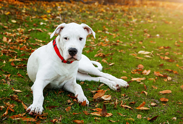 Вес и размер аргентинского дога