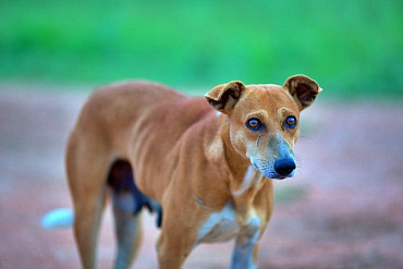 Почему у собаки трясутся задние лапы – и опасно ли это?