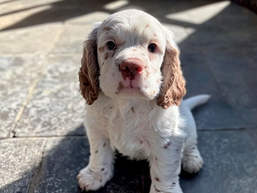 Кламбер-спаниель в щенячьем возрасте