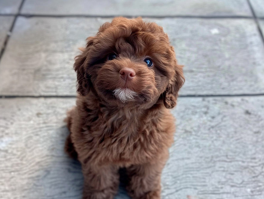 Русская цветная болонка коричневого окраса