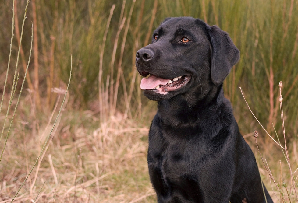 Черный ретривер гуляет на улице