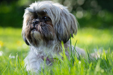 Сколько живут ши-тцу – средняя продолжительность жизни и ее зависимость от различных факторов
