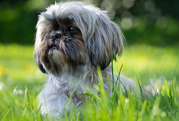 Сколько живут ши-тцу – средняя продолжительность жизни и ее зависимость от различных факторов