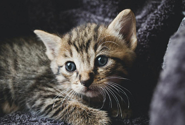 Распространенные болезни котят: симптомы и лечение патологий