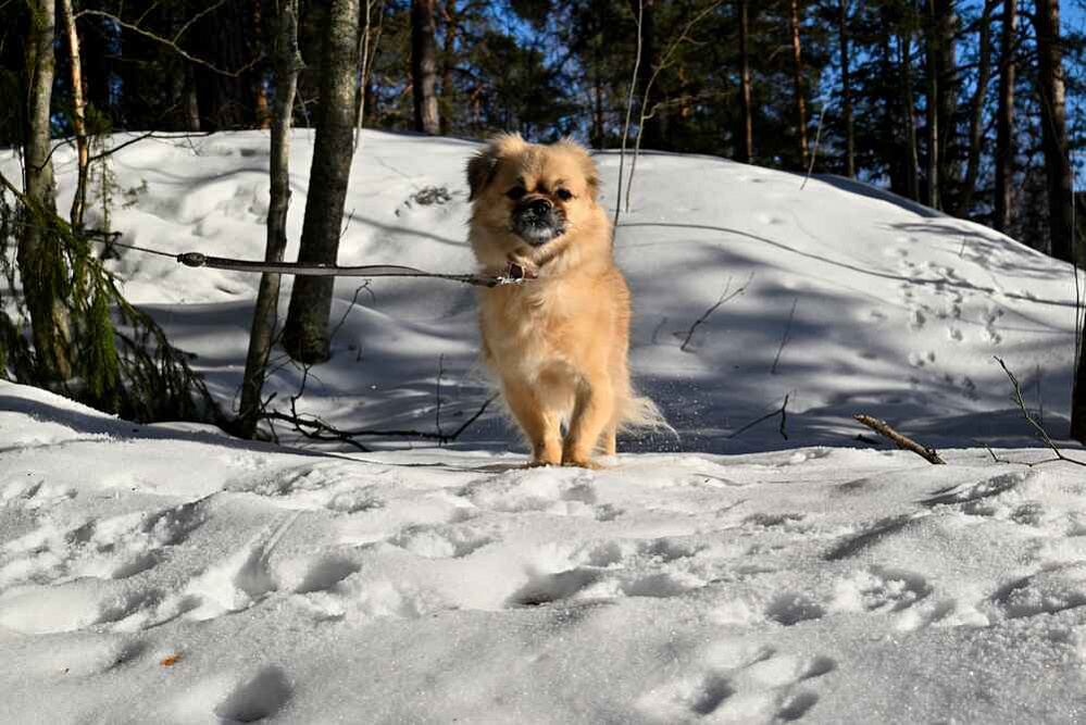 Гуляющий тибетский спаниель