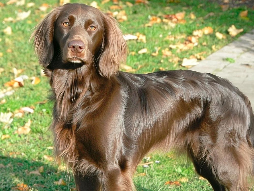 Изображениe — Лангхаар распространенного окраса Лангхаар распространенного окраса