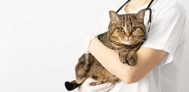 Опухоль, или рак молочной железы у кошек
