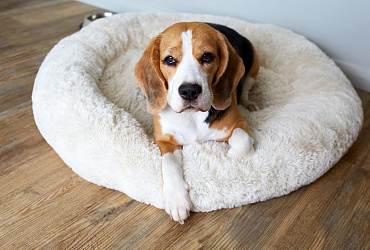 Бигль – гипоаллергенный или нет?