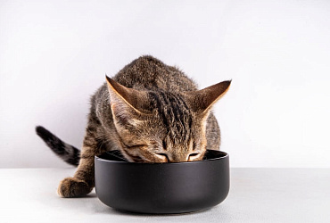 Можно ли кошкам йогурт?