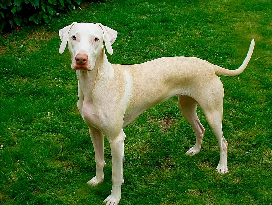 Это белый доберман