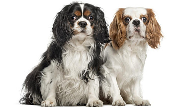 Все окрасы кавалер-кинг-чарльз-спаниеля с фото и названиями