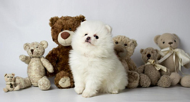 Плюшевые породы собак: ТОП-30 милых и пушистых