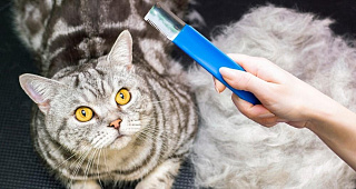 Что такое экспресс-линька для кошек – и как ее выполнить самостоятельно