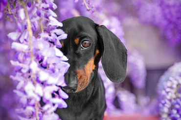 Болезни таксы: характерные признаки, лечение и профилактика
