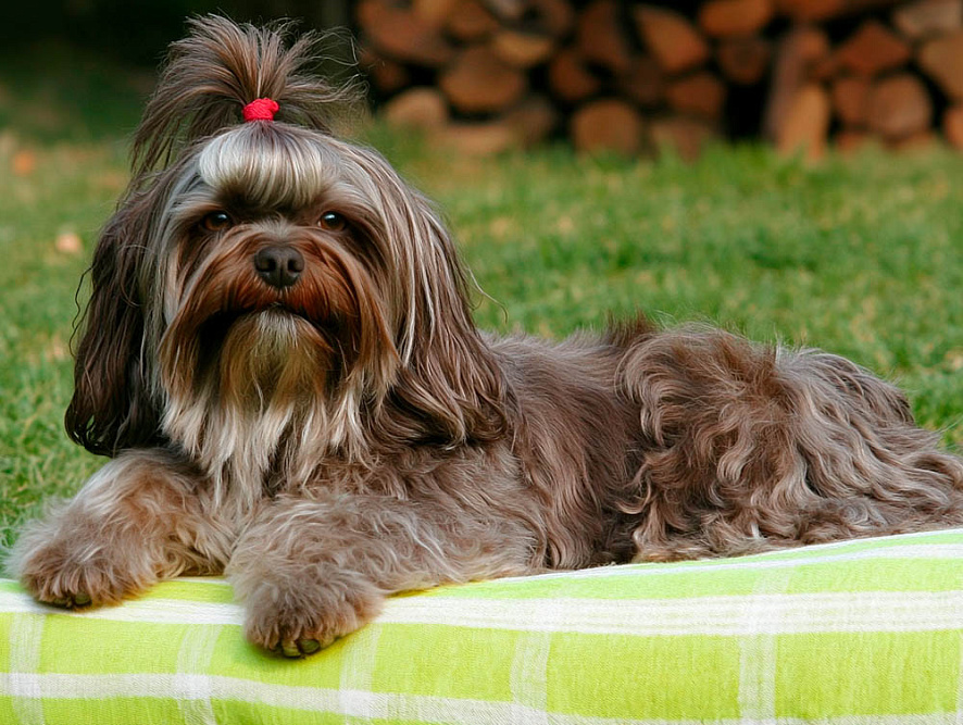 Русская цветная болонка лежит