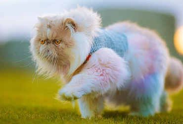 Все о правильном выгуле кошек