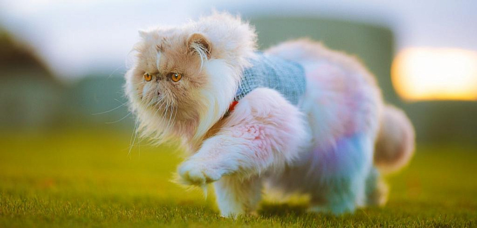 Все о правильном выгуле кошек