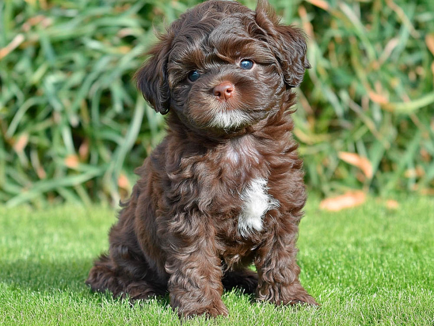 Русская цветная болонка в возрасте двух месяцев