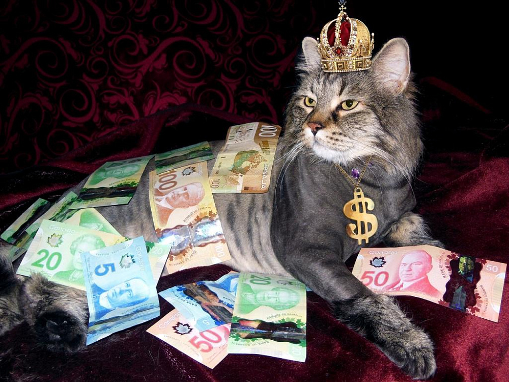 Самые дорогие кошки: 14 пород, которые в среднем стоят свыше 2000$.