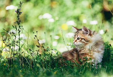 Все окрасы сибирских кошек