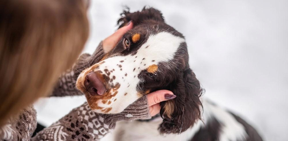 ТОП-30 самых неприхотливых и беспроблемных пород собак