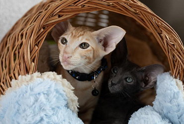 Ориентальная кошка гипоаллергенная или нет