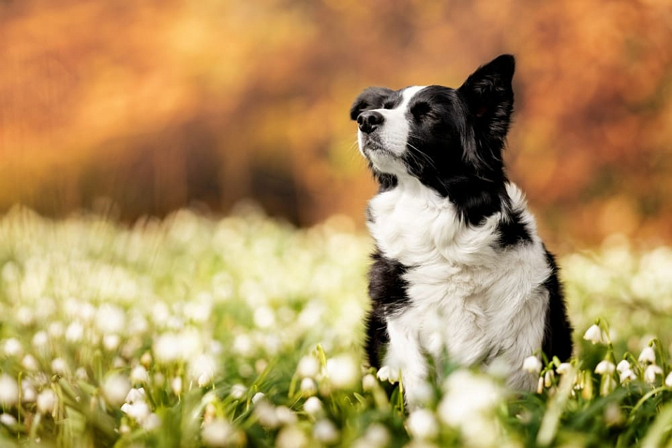 Вязка бордер-колли – как правильно вязать собак