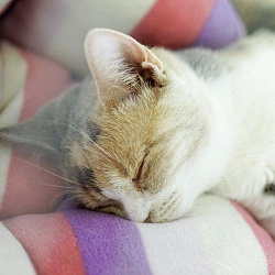 Почему кошка много спит: нормы сна у взрослых и маленьких животных