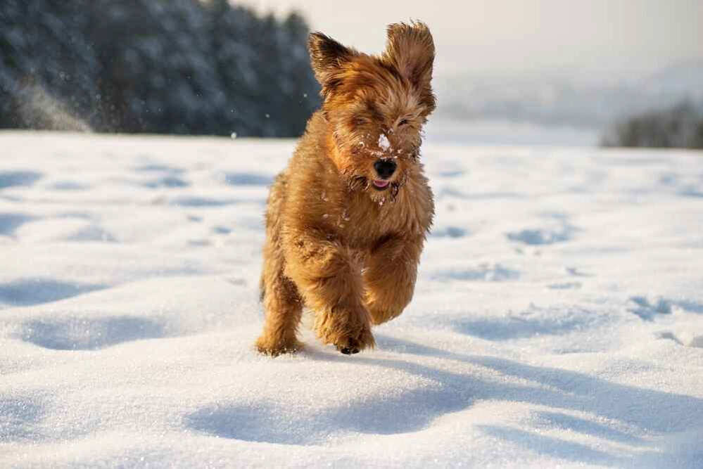 Бриар бежит по снегу