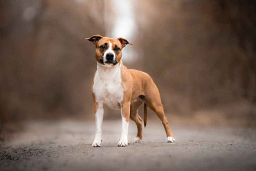 Сколько живут американские стаффордширские терьеры – средняя продолжительность жизни и что на нее влияет