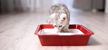 Как понять, что котенок хочет в туалет