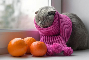 Простуда у кошек: симптомы и лечение