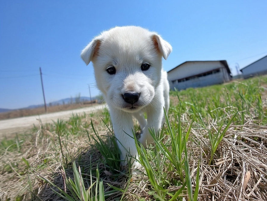 Маленький щенок корейского чиндо