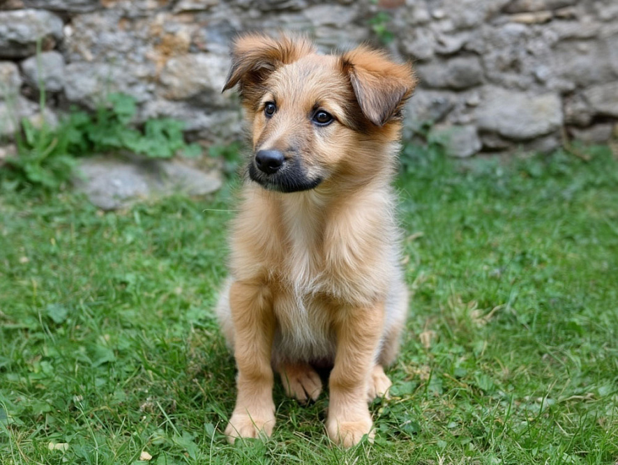 Щенок испанской овчарки на траве
