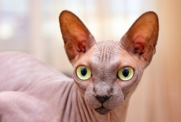 Виды сфинксов: породы и разновидности с фото и названиями