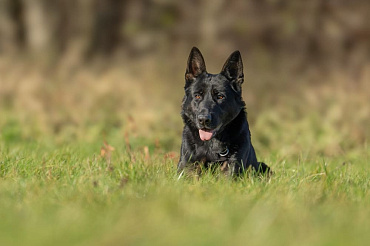Сколько живут немецкие овчарки – средняя продолжительность жизни и рекомендации по ее продлению