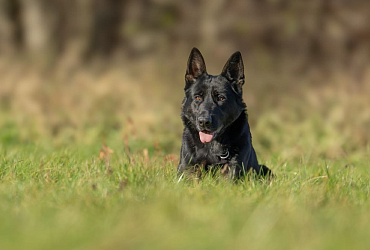 Сколько живут немецкие овчарки – средняя продолжительность жизни и рекомендации по ее продлению