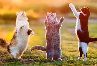 Стоит ли заводить кошку