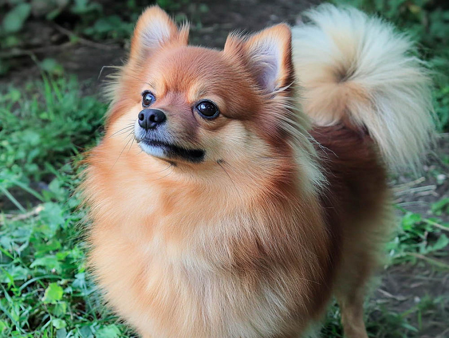 Вольпино итальяно – внимательная собака